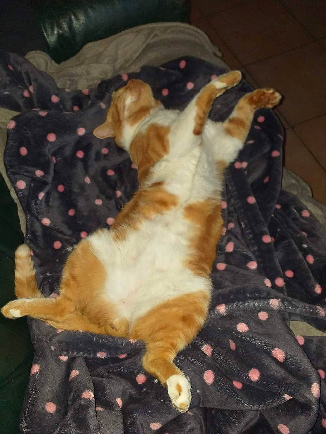 Bb participe au concours pour gagner de l'argent avec cette photo : bed, bedding, blanket, brown, cat, comfort, companion_dog, dog_breed, duvet, felidae, fur, linens, pattern, paw, room, small_to_medium_sized_cats, tail, whiskers