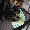 animal, cat, chair, close_up, curious, currency, domestic, euro, feline, floor, fur, indoor, money, paw, pet, sitting, striped, tabby, whiskers, wooden_floor