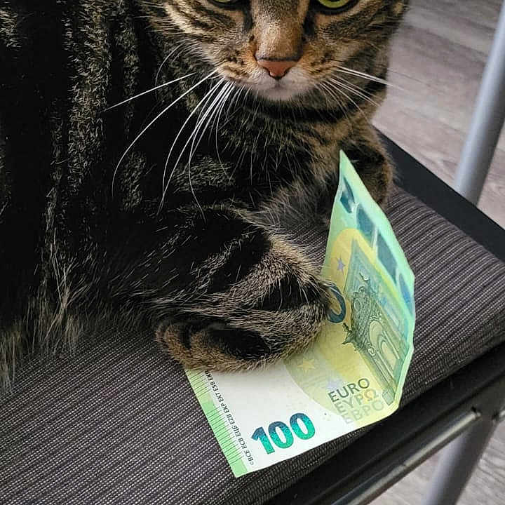 Le Tigre a rejoint le concours — aidez-le/la à gagner de superbes lots ! animal, cat, chair, close_up, curious, currency, domestic, euro, feline, floor, fur, indoor, money, paw, pet, sitting, striped, tabby, whiskers, wooden_floor