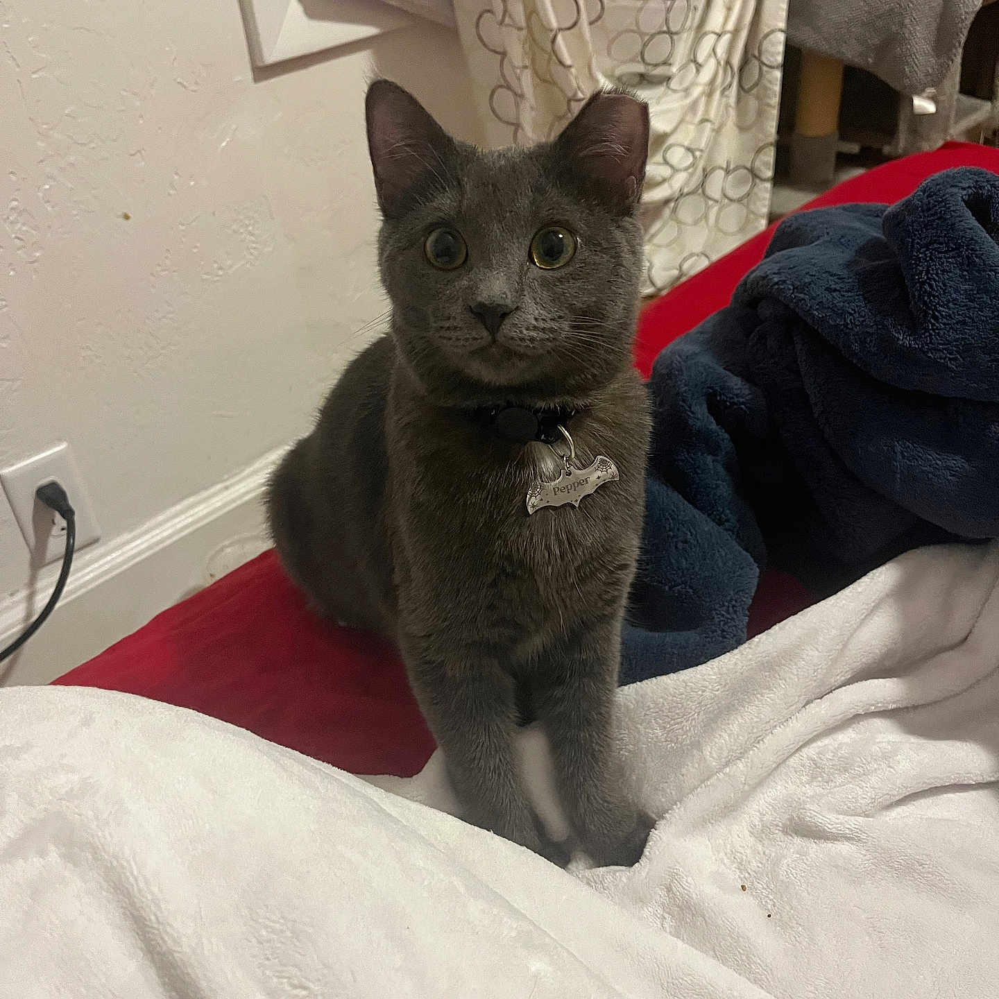 Pepper joined the competition — help win amazing prizes! animal, bed, blanket, cat, collar, cozy, curious, curtain, cute, domestic_animal, feline, fur, gray_cat, home, indoor, pet, resting, soft, tag, window
