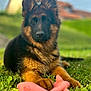 Alba a rejoint le concours — aidez-le/la à gagner de superbes lots ! dog, german_shepherd, puppy, grass, toy, pink_toy, outdoor, pet, animal, fur, ears, snout, nature, playing, young_dog, portrait, sunlight, cute, mammal, resting