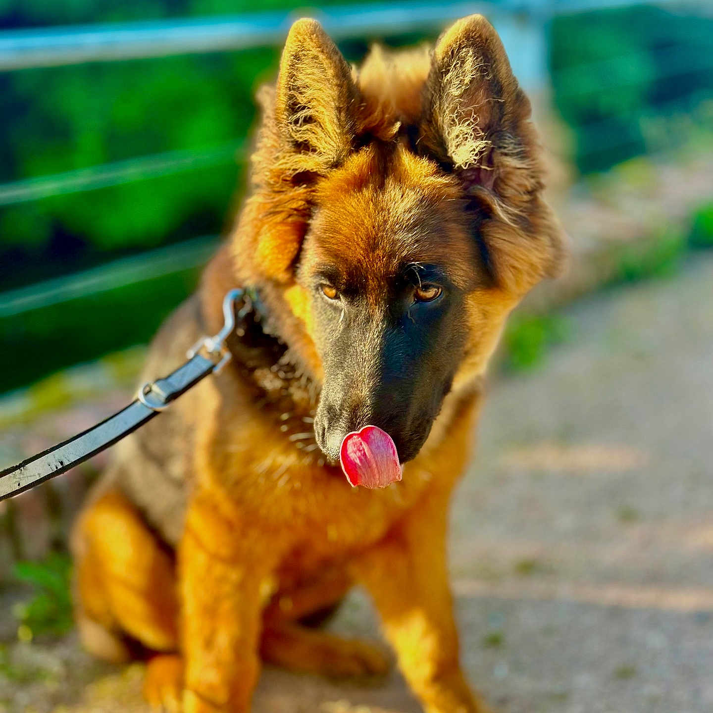 Alba participe au concours pour gagner de l'argent avec cette photo : animal, blurred_background, canine, closeup, daylight, dog, ears, fur, german_shepherd, greenery, leash, nature, outdoor, path, pet, playful, portrait, sitting, sunlight, tongue_out