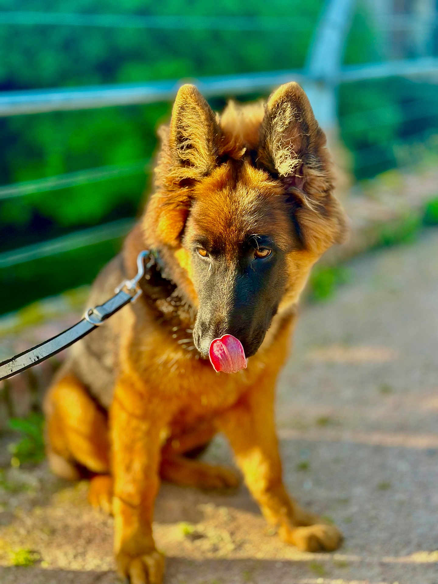 Alba participe au concours pour gagner de l'argent avec cette photo : dog, german_shepherd, tongue_out, leash, outdoor, sunlight, path, greenery, blurred_background, pet, animal, fur, ears, sitting, canine, nature, playful, closeup, portrait, daylight