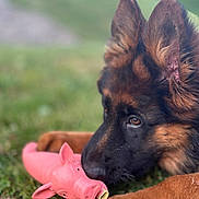 Alba participe au concours pour gagner de l'argent avec cette photo : dog, puppy, german_shepherd, toy, pink_toy, pig_shaped_toy, grass, outdoor, pet, animal, close_up, sniffing, brown_fur, black_fur, ears, paw, young_dog, playful, nature, domestic_animal