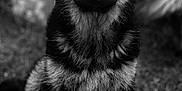 Alba participe au concours pour gagner de l'argent avec cette photo : dog, german_shepherd, puppy, black_and_white, portrait, grass, outdoor, animal, fur, ears, face, pet, canine, sitting, young, nature, cute, furry, mammal, eyes