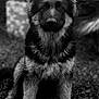 dog, german_shepherd, puppy, black_and_white, portrait, grass, outdoor, animal, fur, ears, face, pet, canine, sitting, young, nature, cute, furry, mammal, eyes