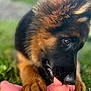Alba a rejoint le concours — aidez-le/la à gagner de superbes lots ! dog, puppy, german_shepherd, toy, pink_toy, grass, paw, chewing, close_up, outdoor, animal, pet, brown_fur, black_fur, young_dog, snout, play, nature, cute, fur