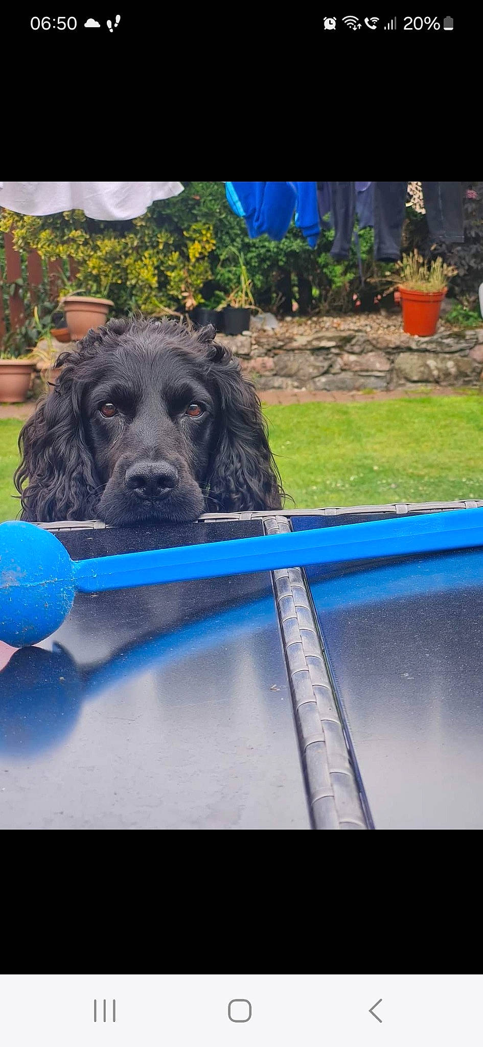 Sparky joined the competition — help win amazing prizes! blue, canidae, carnivore, companion_dog, dog, dog_breed, electric_blue, flowerpot, grass, green, gun_dog, houseplant, leisure, liver, plant, shade, snout, sporting_group, water, working_animal