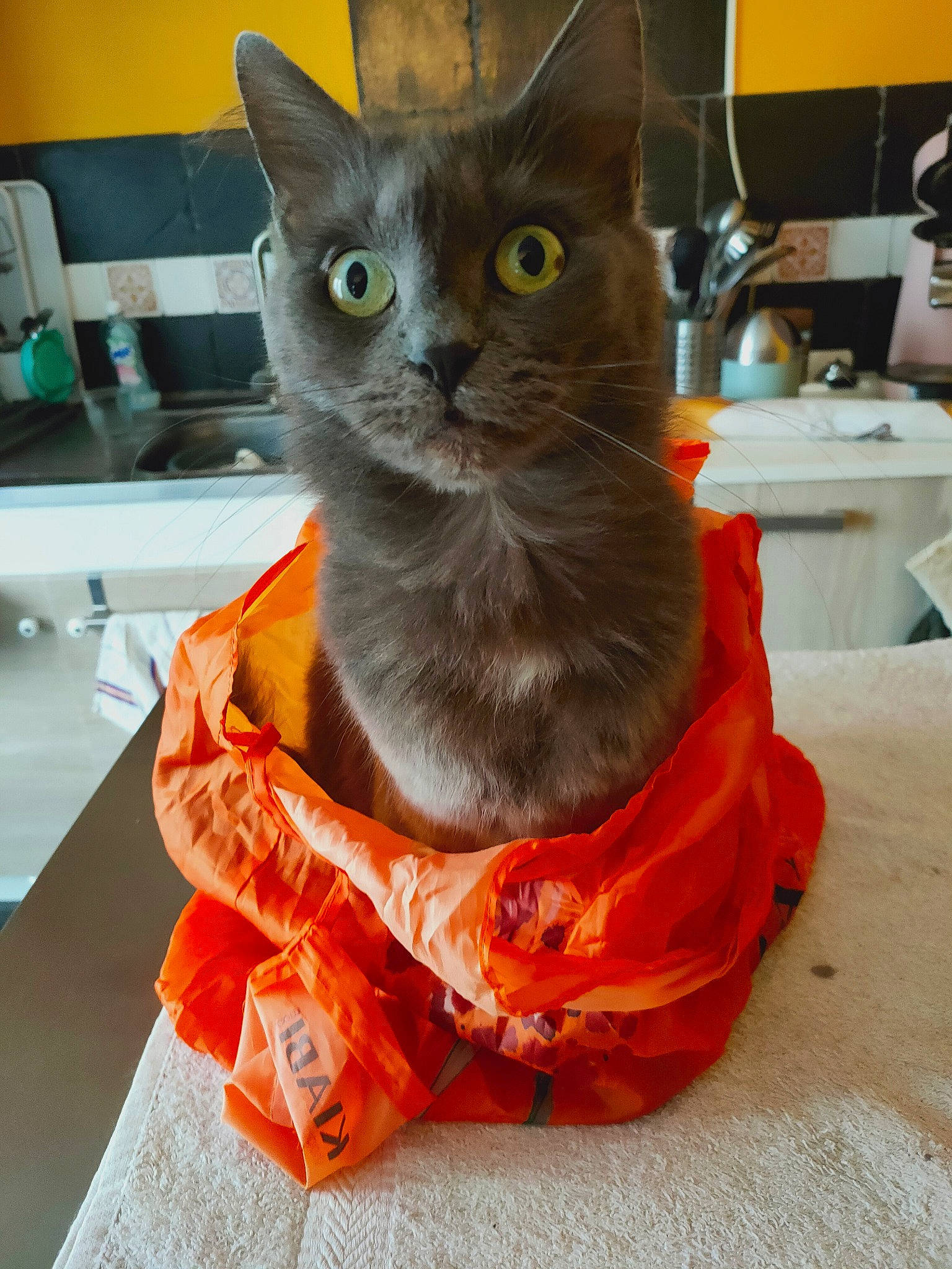 Lipsy participe au concours pour gagner de l'argent avec cette photo : asian, burmese, carnivore, cat, chartreux, domestic_short_haired_cat, fawn, felidae, german_rex, kitten, korat, mammal, russian_blue, small_to_medium_sized_cats, whiskers