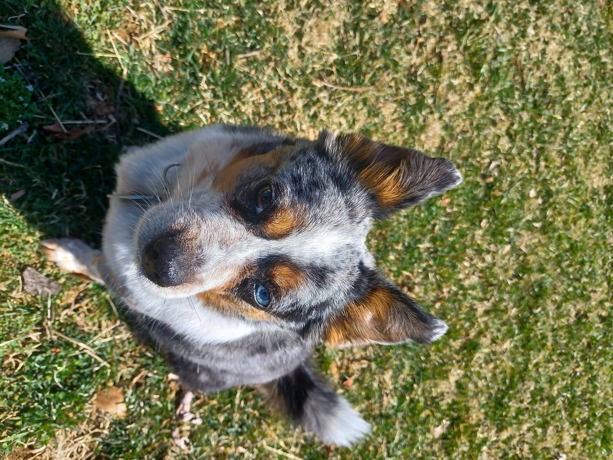 Dingo is registered to the contest to win money with this photo: australian_cattle_dog, canidae, carnivore, companion_dog, dog, dog_breed, fur, grass, herding_dog, paw, plant, snout, soil, sporting_group, tail, terrestrial_animal, texas_heeler, whiskers, wildlife, working_dog