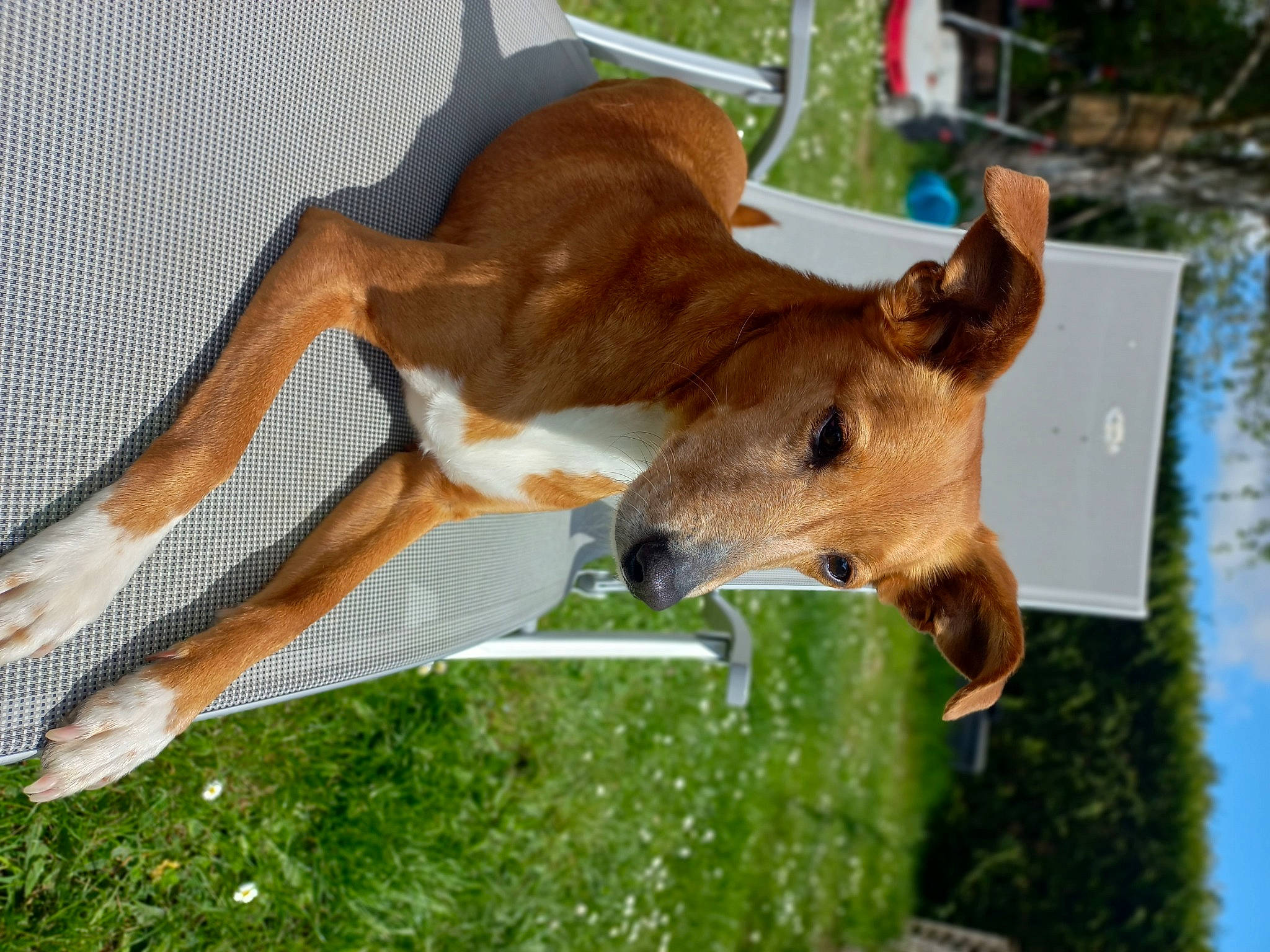 Luna a rejoint le concours — aidez-le/la à gagner de superbes lots ! bovine, canidae, carnivore, companion_dog, deer, dog_breed, dog_sports, fawn, fur, giraffidae, grass, pasture, plant, snout, sporting_group, tail, terrestrial_animal, white_tailed_deer, wildlife, working_animal