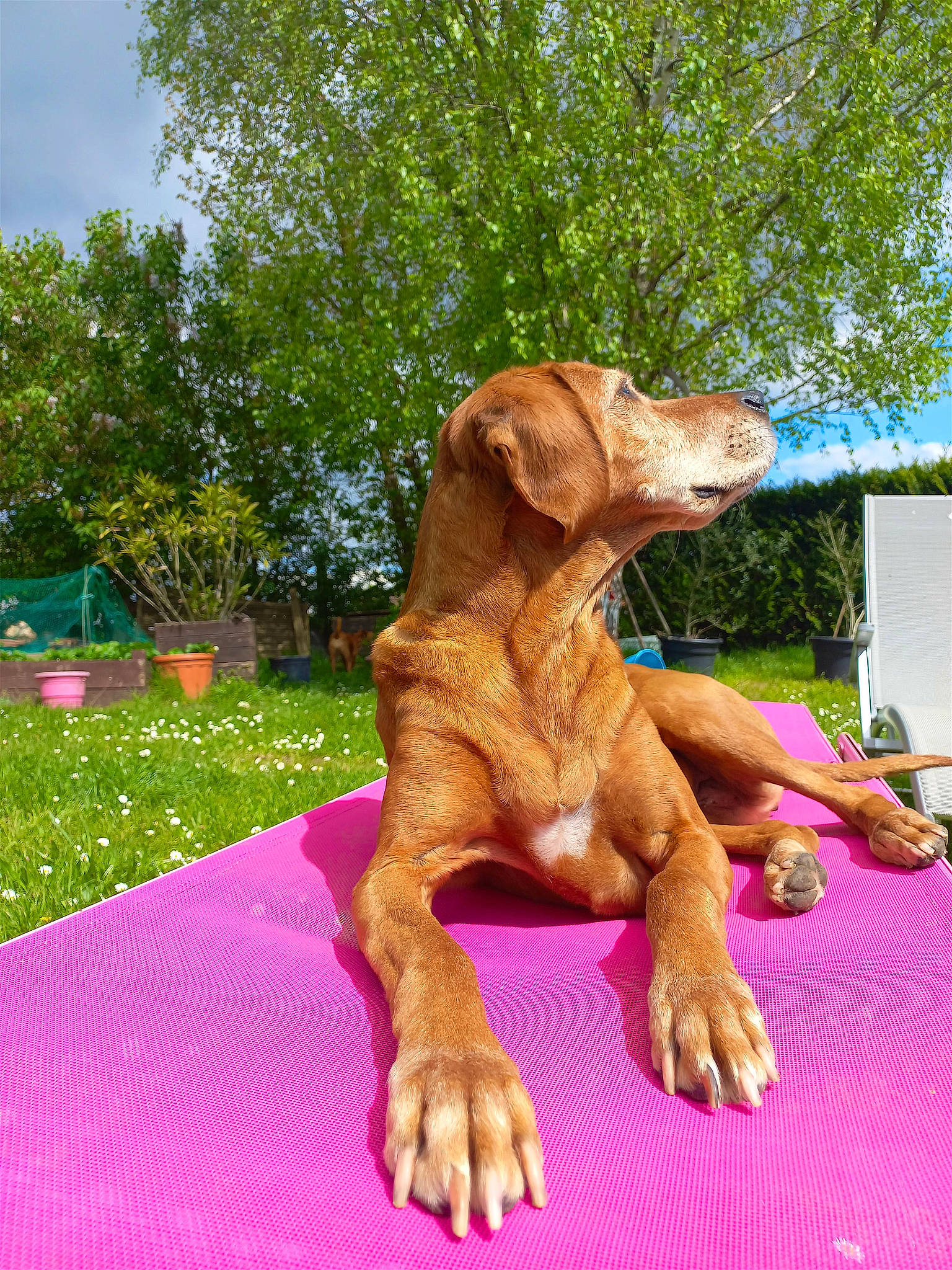 Nessy a rejoint le concours — aidez-le/la à gagner de superbes lots ! art, canidae, carnivore, companion_dog, dog, dog_breed, fawn, foot, grass, gun_dog, leisure, liver, magenta, plant, sculpture, sky, terrestrial_animal, tree, wood, working_animal