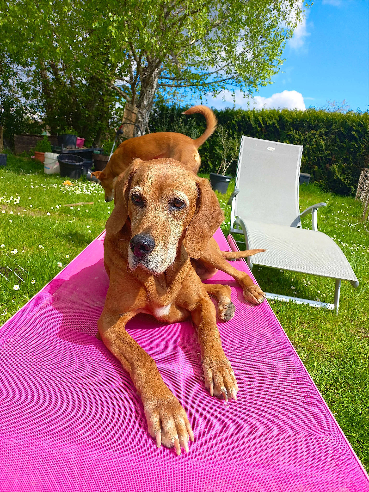 Nessy participe au concours pour gagner de l'argent avec cette photo : carnivore, cloud, collar, companion_dog, dog, dog_breed, dog_supply, fawn, grass, hound, leisure, liver, magenta, outdoor_furniture, plant, sky, snout, sporting_group, tree, working_animal