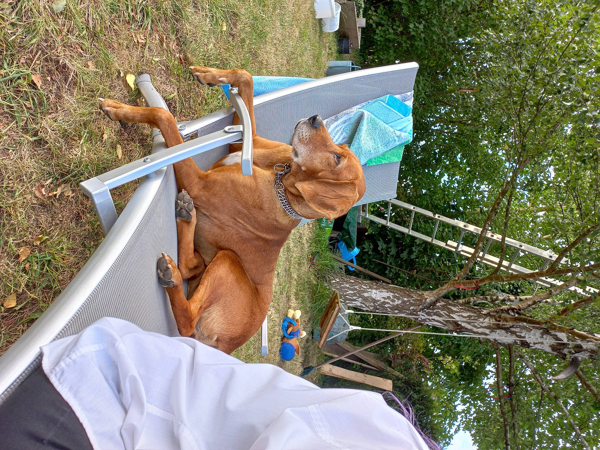 Nessy a rejoint le concours — aidez-le/la à gagner de superbes lots ! art, event, fawn, felidae, grass, hat, horn, leisure, organism, plant, small_to_medium_sized_cats, tree, trunk, twig, wood, working_animal