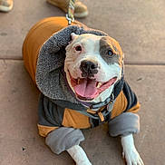 Pinkie is registered to the contest to win money with this photo: dog, smiling, hoodie, leash, sidewalk, tongue_out, happy, pet, canine, outdoor, paws, clothing, warm_light, closeup, animal, friendly, casual, fur, portrait, companion