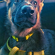 Zeke joined the competition — help win amazing prizes! dog, puppy, german_shepherd, close_up, yellow_harness, car_interior, sunlight, pet, animal, fur, ears, nose, curious, alert, sitting, seat, leash, domestic_animal, companion, young_dog