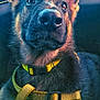 dog, puppy, german_shepherd, close_up, yellow_harness, car_interior, sunlight, pet, animal, fur, ears, nose, curious, alert, sitting, seat, leash, domestic_animal, companion, young_dog