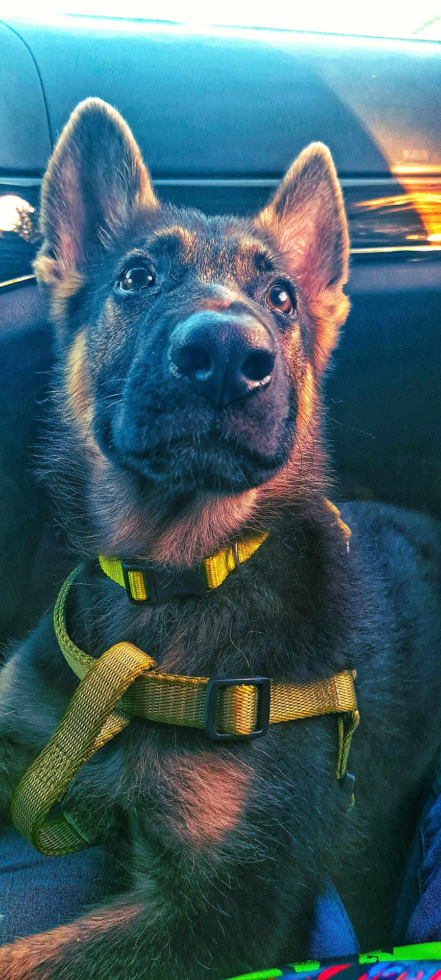 Zeke joined the competition — help win amazing prizes! dog, puppy, german_shepherd, close_up, yellow_harness, car_interior, sunlight, pet, animal, fur, ears, nose, curious, alert, sitting, seat, leash, domestic_animal, companion, young_dog