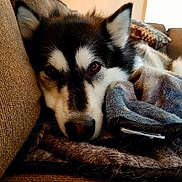 Karrin is registered to the contest to win money with this photo: dog, husky, pet, animal, couch, blanket, resting, cozy, indoor, fur, face, ears, brown_eyes, closeup, relaxing, home, comfort, snuggled, soft, portrait