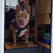 Olhins a rejoint le concours — aidez-le/la à gagner de superbes lots ! animal, blanket, brown_dog, camper_van, canine, companion, dog, doorway, floor_mat, guarding, harness, household, indoor, interior, keys, pet, resting_place, travel, window, wooden_cabinets