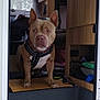 animal, blanket, brown_dog, camper_van, canine, companion, dog, doorway, floor_mat, guarding, harness, household, indoor, interior, keys, pet, resting_place, travel, window, wooden_cabinets