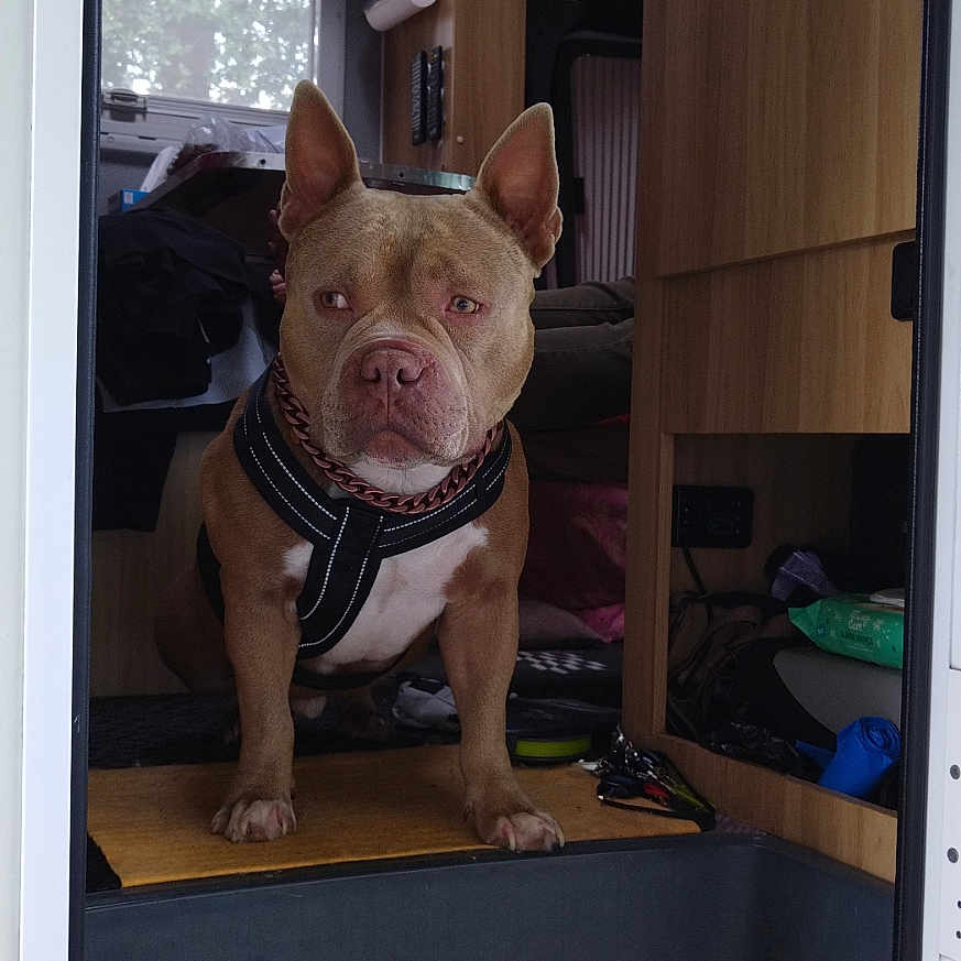 Olhins a rejoint le concours — aidez-le/la à gagner de superbes lots ! animal, blanket, brown_dog, camper_van, canine, companion, dog, doorway, floor_mat, guarding, harness, household, indoor, interior, keys, pet, resting_place, travel, window, wooden_cabinets