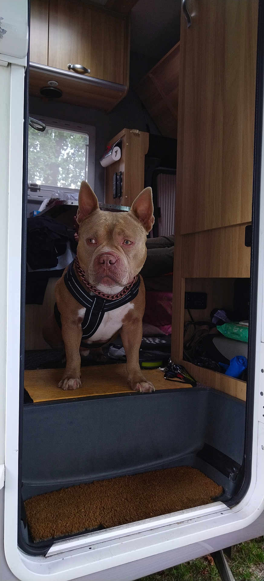 Olhins a rejoint le concours — aidez-le/la à gagner de superbes lots ! animal, blanket, brown_dog, camper_van, canine, companion, dog, doorway, floor_mat, guarding, harness, household, indoor, interior, keys, pet, resting_place, travel, window, wooden_cabinets