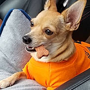 Henry James joined the competition — help win amazing prizes! dog, puppy, tan_fur, orange_shirt, car, vehicle, passenger_seat, road_trip, bone_treat, chewing, pointed_ears, brown_eyes, pet, cute, portrait, indoors, close_up, seated, animal, fashion