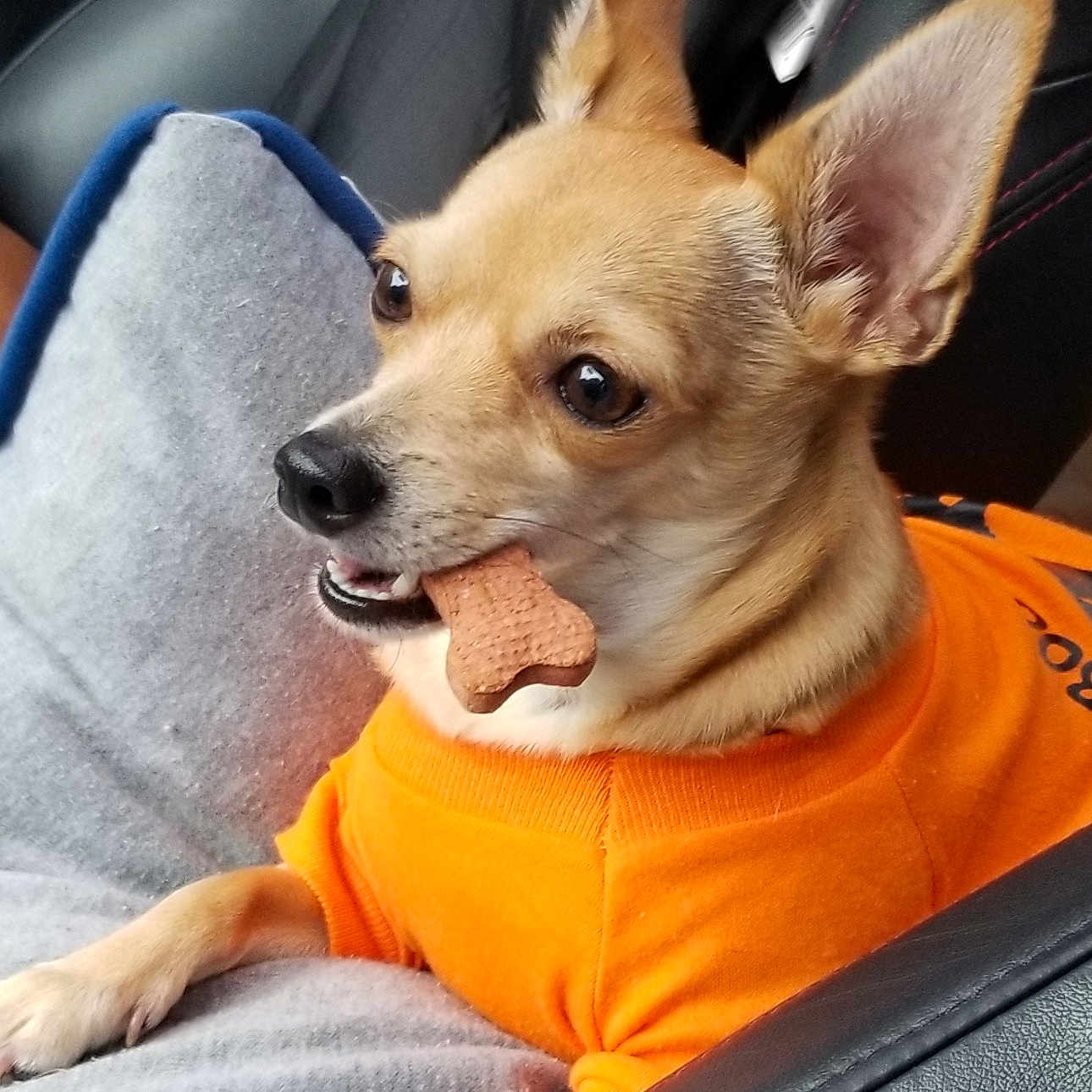 Henry James joined the competition — help win amazing prizes! dog, puppy, tan_fur, orange_shirt, car, vehicle, passenger_seat, road_trip, bone_treat, chewing, pointed_ears, brown_eyes, pet, cute, portrait, indoors, close_up, seated, animal, fashion