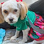 Bianca joined the competition — help win amazing prizes! accessory, animal, bows, canine, close_up, cute, dog, dressed_up, ears, fur, green_clothing, indoor, leash, looking, pet, pink_clothing, portrait, sitting, small_dog, white_dog