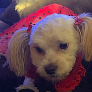 Bianca joined the competition — help win amazing prizes! animal, black_surface, blanket, bows, closeup, cozy, cute, dog, domestic_animal, ears, face, fur, heart_pattern, indoor, paws, pet_clothing, red_outfit, sitting, small_dog, white_dog