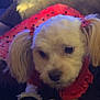 animal, black_surface, blanket, bows, closeup, cozy, cute, dog, domestic_animal, ears, face, fur, heart_pattern, indoor, paws, pet_clothing, red_outfit, sitting, small_dog, white_dog