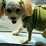 Bianca joined the competition — help win amazing prizes! animal, companion, curious, cute, daylight, dog, domestic_animal, ears, fur, green_bows, green_sweater, indoor, paws, pet, small_dog, sunlight, tongue_out, white_dog, window, windowsill