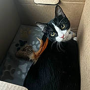 Sonya is registered to the contest to win money with this photo: animal, black_and_white, blanket, box, cardboard, cat, cozy, curious, cute, domestic_cat, feather, feline, fur, indoor, looking_up, paw_print, pet, resting, toy, whiskers