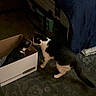 Sonya is registered to the contest to win money with this photo: animal, bed, blanket, box, carpet, cat, cozy, curious, domestic, feline, floor, furniture, home, indoor, pet, playing, resting, side_view, tuxedo_cat, two_cats