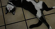 Sonya joined the competition — help win amazing prizes! animal, bell, black_and_white, cat, collar, cute, domestic_cat, feline, floor, indoor, lying_down, paws, pet, relaxed, resting, sleepy, tail, tile_grout, tiled_floor, whiskers