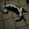 animal, bell, black_and_white, cat, collar, cute, domestic_cat, feline, floor, indoor, lying_down, paws, pet, relaxed, resting, sleepy, tail, tile_grout, tiled_floor, whiskers