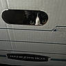 Sonya joined the competition — help win amazing prizes! animal, bankers_box, black_and_white, box_handle, cardboard_box, cat, closeup, container, curious, eyes, feline, hiding, indoor, mischief, paper, peeking, pet, playful, shadow, whiskers