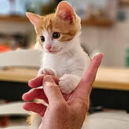 Bergamote a rejoint le concours — aidez-le/la à gagner de superbes lots ! kitten, cat, orange_and_white, cute, small, hand, person, indoor, blurred_background, curious, alert, pet, feline, young, domestic, animal, soft_light, holding, close_up, cozy