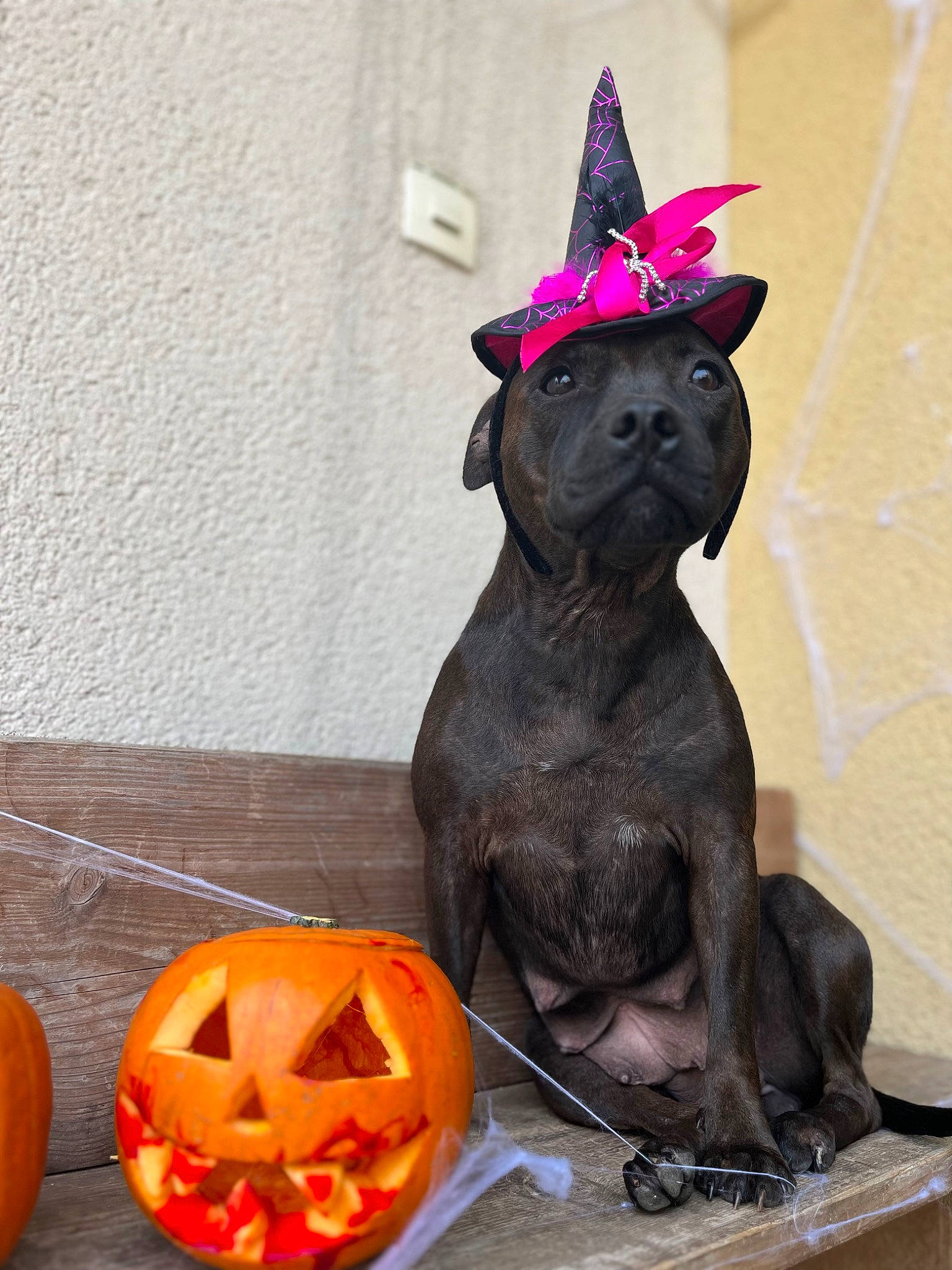 Ria participe au concours pour gagner de l'argent avec cette photo : calabaza, carnivore, collar, companion_dog, creative_arts, cucurbita, dog, dog_breed, fawn, gourd, grey, jack_o_lantern, liver, party_hat, pumpkin, squash, vegetable, winter_squash, witch_hat, working_animal