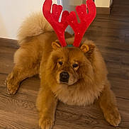 Roméo a rejoint le concours — aidez-le/la à gagner de superbes lots ! adorable, animal, brown, calm, canine, christmas, costume, cute, dog, festive, fluffy, fur, holiday, home, indoor, lying_down, pet, reindeer_antlers, relaxed, wooden_floor