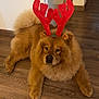 adorable, animal, brown, calm, canine, christmas, costume, cute, dog, festive, fluffy, fur, holiday, home, indoor, lying_down, pet, reindeer_antlers, relaxed, wooden_floor