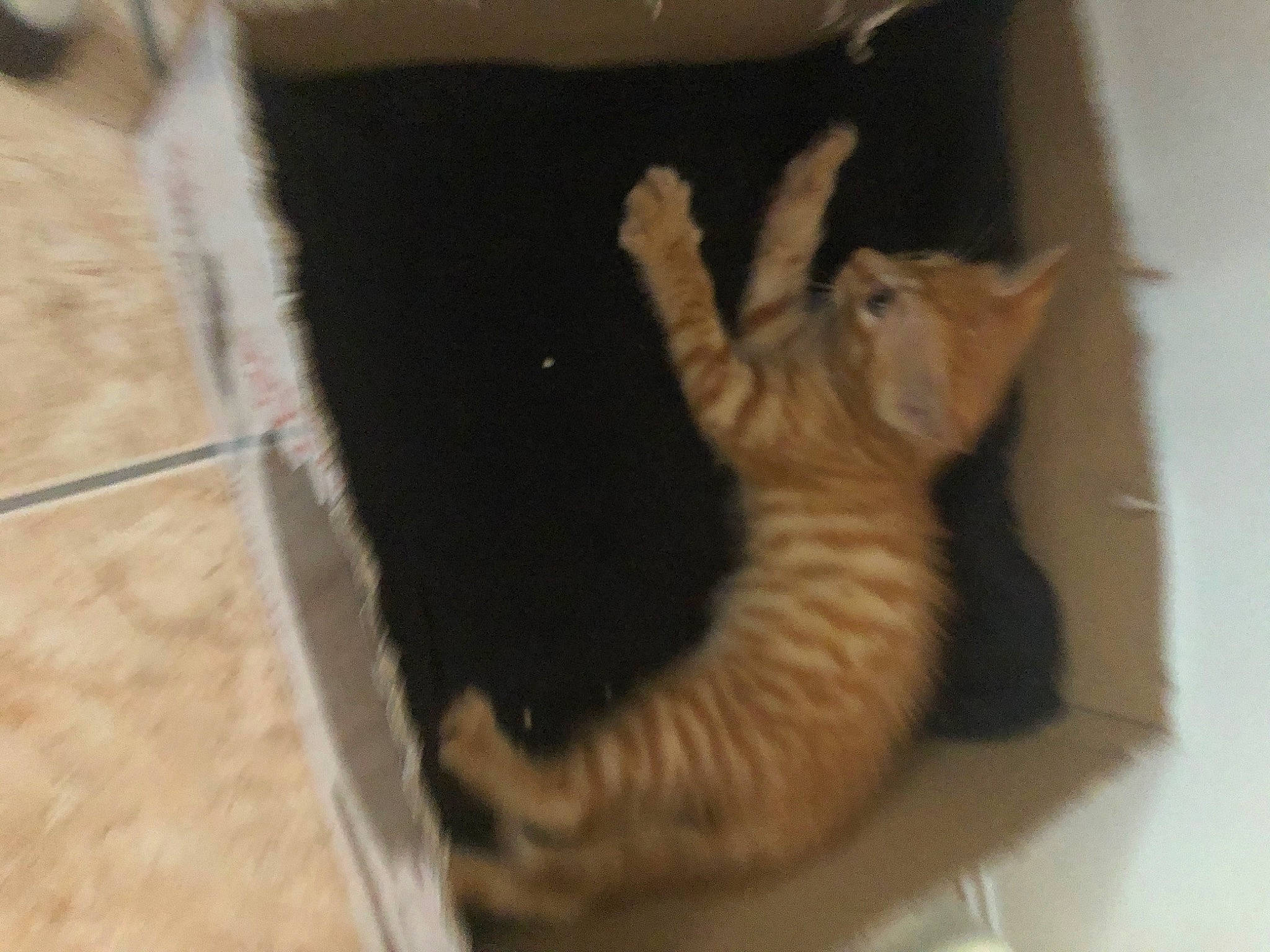 Coquine participe au concours pour gagner de l'argent avec cette photo : carnivore, cat, claw, domestic_short_haired_cat, european_shorthair, fawn, felidae, fur, german_rex, kitten, paw, polydactyl_cat, small_to_medium_sized_cats, tabby_cat, tail, whiskers