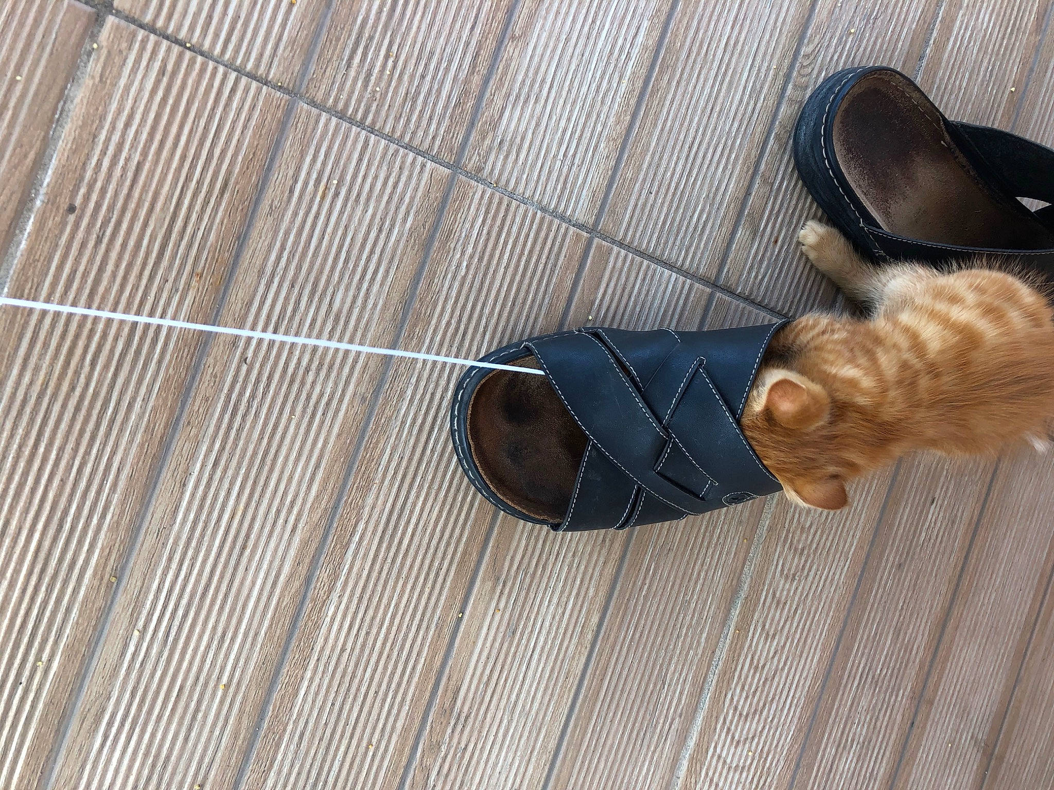 Coquine a rejoint le concours — aidez-le/la à gagner de superbes lots ! beige, fawn, floor, flooring, footwear, hardwood, shoe, tail, wood