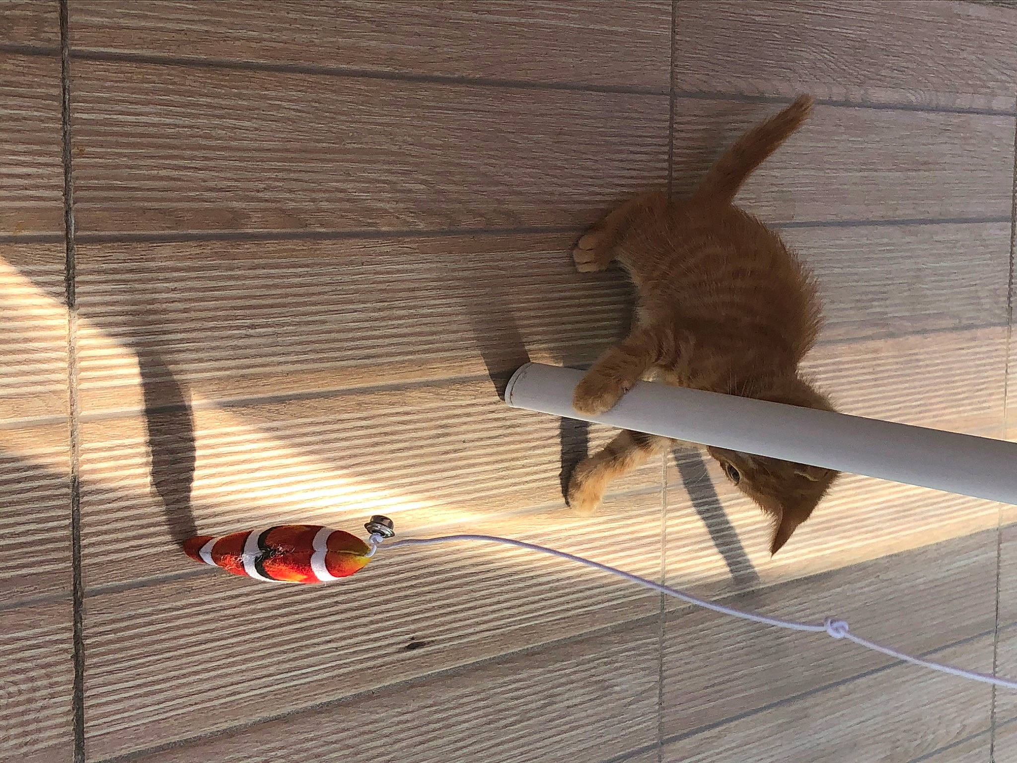 Coquine a rejoint le concours — aidez-le/la à gagner de superbes lots ! cat, fawn, hardwood, interior_design, table, tail, window, wood