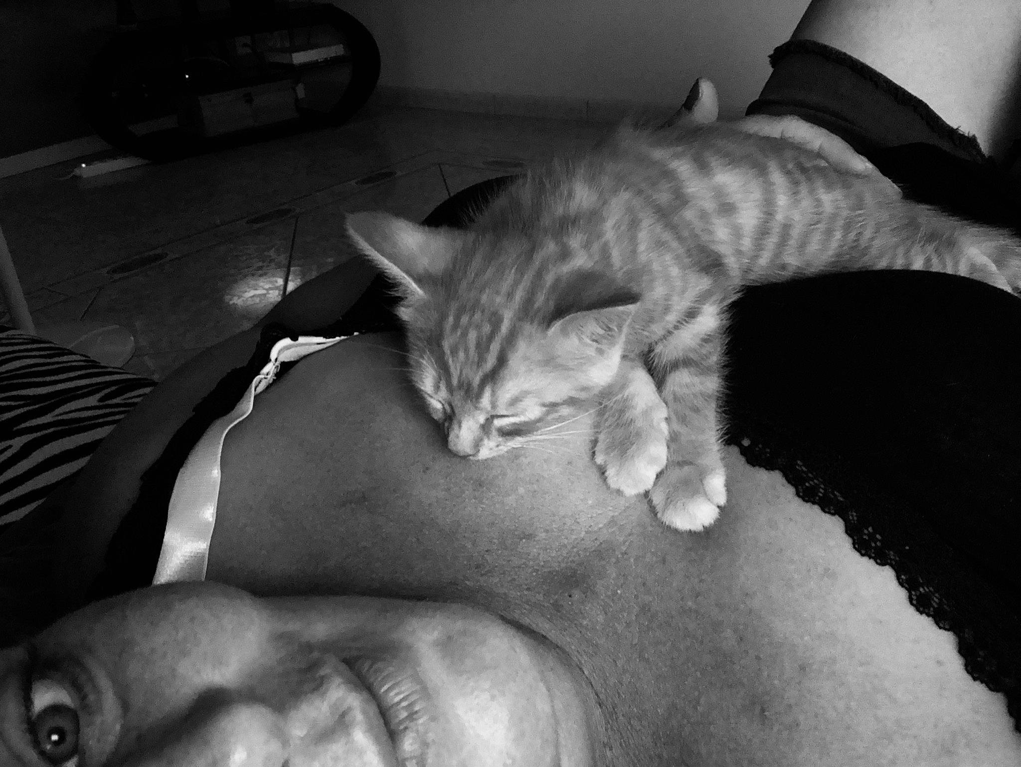 Coquine a rejoint le concours — aidez-le/la à gagner de superbes lots ! asian, black_and_white, carnivore, cat, domestic_short_haired_cat, european_shorthair, felidae, german_rex, gesture, hand, kitten, leg, monochrome, monochrome_photography, mouth, polydactyl_cat, small_to_medium_sized_cats, style, whiskers, white