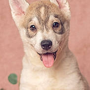 Aelin is registered to the contest to win money with this photo: puppy, dog, pet, cute, ears, tongue, smiling, animal, fur, closeup, portrait, young, sitting, indoors, background, flower, greenery, adorable, friendly, pink_background