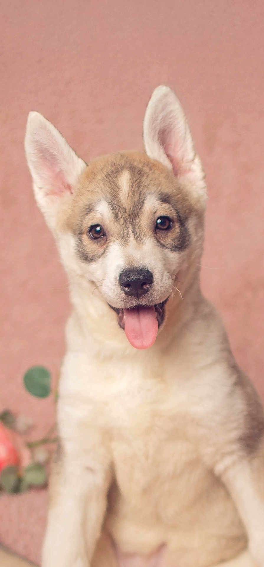Aelin is registered to the contest to win money with this photo: puppy, dog, pet, cute, ears, tongue, smiling, animal, fur, closeup, portrait, young, sitting, indoors, background, flower, greenery, adorable, friendly, pink_background