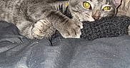 Pepper joined the competition — help win amazing prizes! cat, gray_tabby, pet, animal, cute, resting, indoor, blanket, knitted_object, paw, yellow_eyes, fur, cozy, relaxed, closeup, whiskers, ears, bed, soft, cute_pet