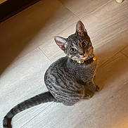 Pepper joined the competition — help win amazing prizes! cat, tabby_cat, pet, indoor, floor, tile_floor, collar, bell, animal, feline, sitting, looking_up, curious, domestic_animal, whiskers, ears, tail, shadow, wooden_chair, wall